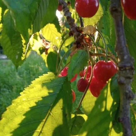In Der Uckermark Carmzow-Wallmow
