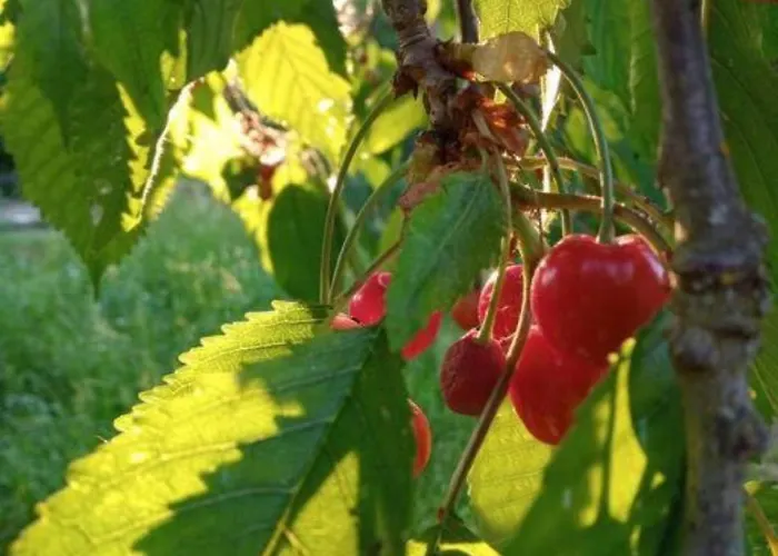 In Der Uckermark Carmzow-Wallmow